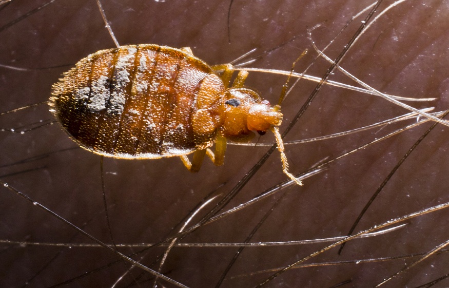 Bed Bug Infestations